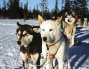 Hundeschlittentour im Skiurlaub in Schweden