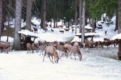 ﻿Österreich-Skiurlaub im Klostertal